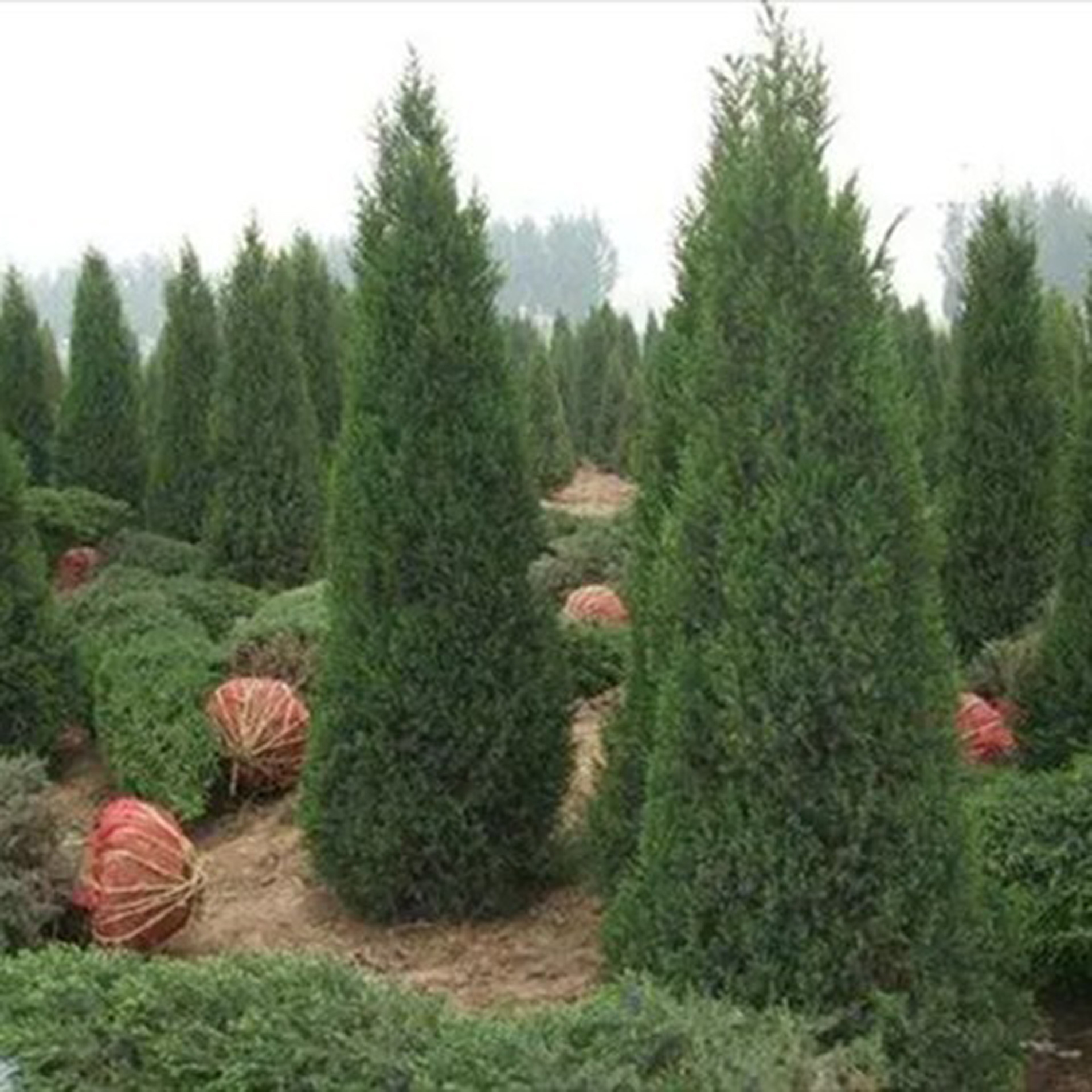 崇川组织开展专项行动“抗旱保苗”护生态
