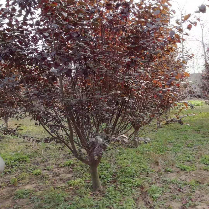 园林路基建移伐苗木迁移及五龙云璟分区四地块绿化施工项目邀请招标公告